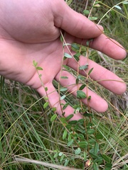 Vaccinium macrocarpon