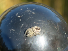 Phidippus purpuratus