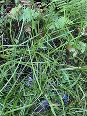 Sparganium americanum