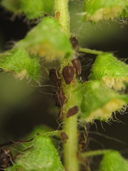 Aphis