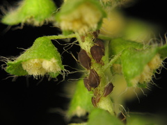 Aphis