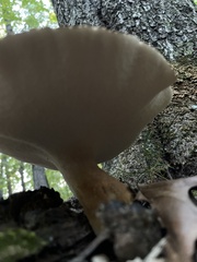 Polyporus radicatus