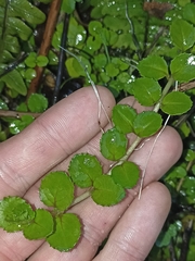 Epilobium pedunculare
