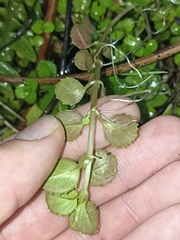 Epilobium pedunculare