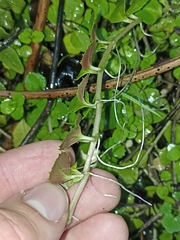 Epilobium pedunculare