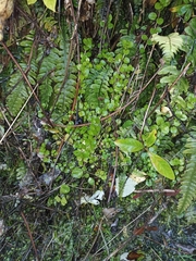 Epilobium pedunculare
