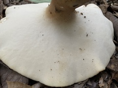 Polyporus radicatus