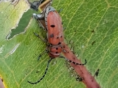 Tetraopes annulatus