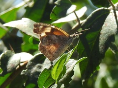Libytheana carinenta mexicana