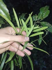 Parsonsia