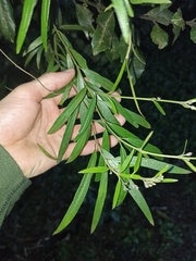 Parsonsia