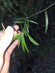 Parsonsia