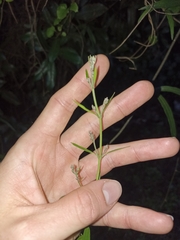 Parsonsia