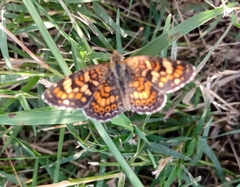 Phyciodes pallescens