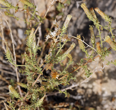 Brickellia microphylla
