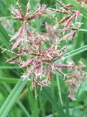 Cyperus longus