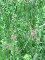 Cyperus longus