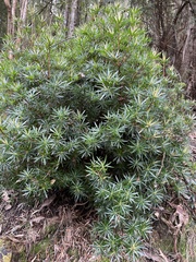 Cyathodes glauca