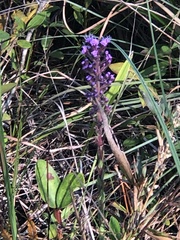 Carphephorus paniculatus