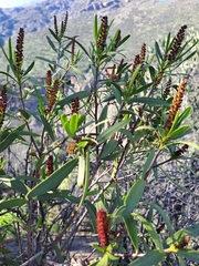 Colliguaja integerrima