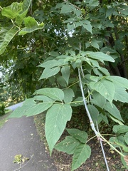 Acer negundo