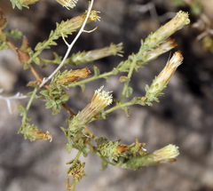 Brickellia microphylla