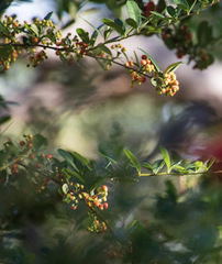Pyracantha koidzumii