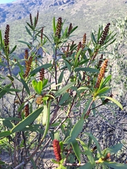 Colliguaja integerrima