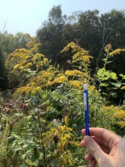 Solidago canadensis hargeri