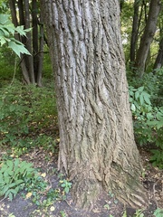 Acer negundo