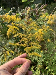 Solidago canadensis hargeri