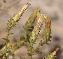 Brickellia microphylla