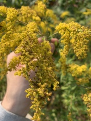Solidago canadensis hargeri