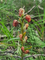 Pterostylis sanguinea