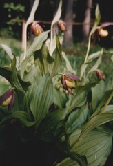 Cypripedium calceolus