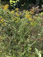 Solidago canadensis hargeri