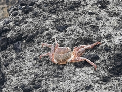 Grapsus adscensionis