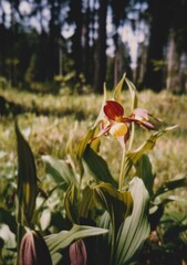 Cypripedium calceolus