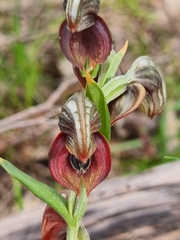 Pterostylis sanguinea