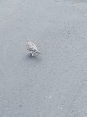 Streptopelia chinensis