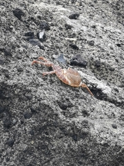 Grapsus adscensionis