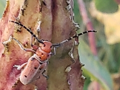 Tetraopes annulatus