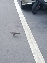 Streptopelia chinensis