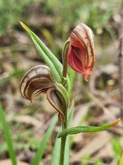 Pterostylis sanguinea