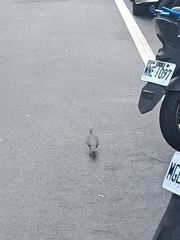 Streptopelia chinensis