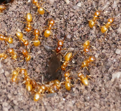 Acanthomyops