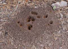Acanthomyops
