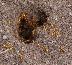 Acanthomyops