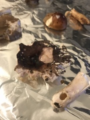 Russula sericeonitens