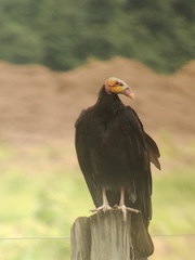 Cathartes burrovianus